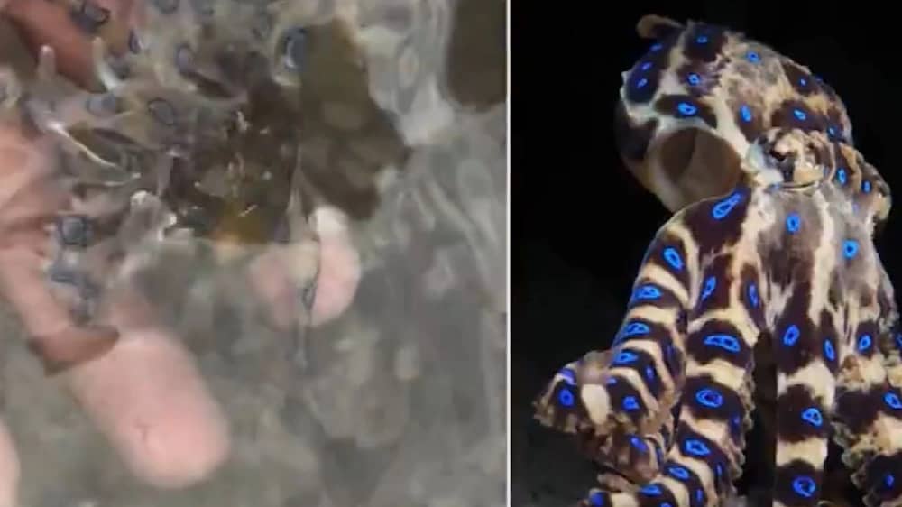 سائح بريطاني يواجه أخطبوطًا قاتلًا في مغامرة بحرية خطيرة .. فيديو