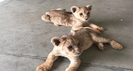 " الجمارك " تنقذ شبلين صغيرين في أحد المنافذ البرية