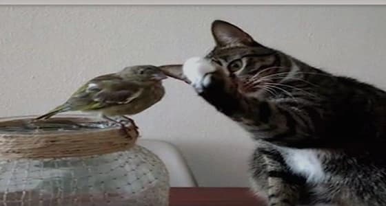 فيديو غريب لقط يحاول مداعبة عصفور