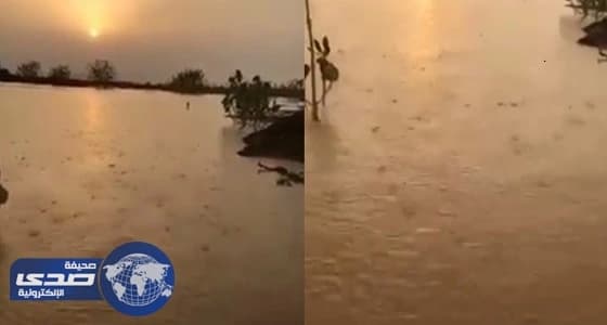 بالفيديو.. سقوط أمطار صيفية وسط موجة شديدة الحرارة