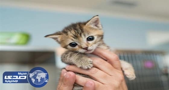 دراسة حديثة تٌحذر من احتضان القطط الصغيرة