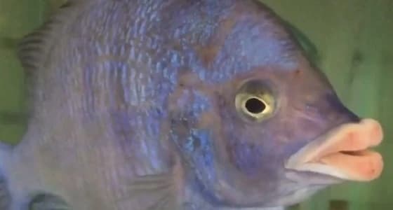 بالفيديو.. سمكة تثير ضجة بشفاهها الفاتنة