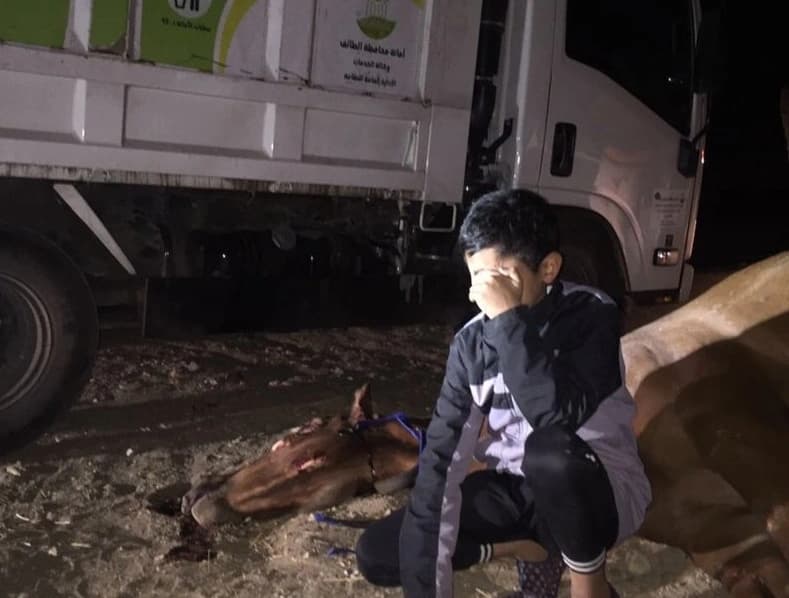 بالصور .طفل صغير يبكي بحرقة بعد دهس حافلة فرسه بالطائف