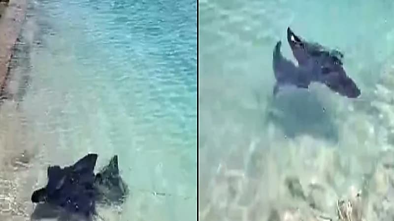 رصد سمكة شيطان البحر في الغردقة..صور