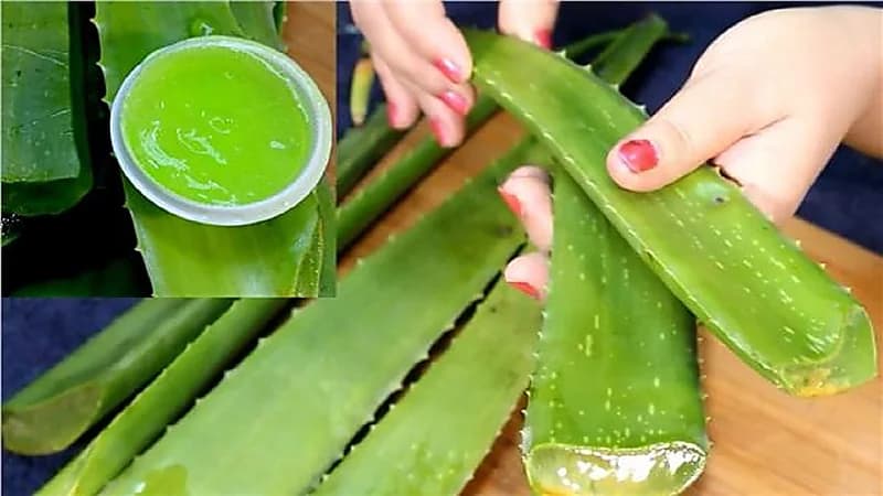 الصبار يمنع ظهور الشيب المبكر للشعر