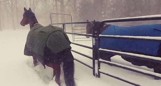 بالفيديو.. ردة فعل سريعة وطريفة لحصانين في موجة برد قارسة