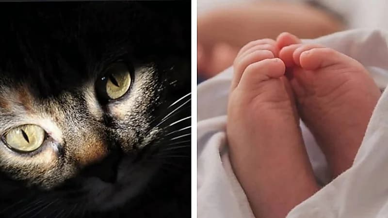 أم تنحر رضيعتها وتتهم قطة بالتهام أجزاء من جسدها