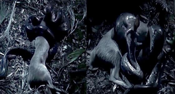 بالفيديو.. ثعبان ضخم يبتلع غزالا كاملا بطريقة مروعة