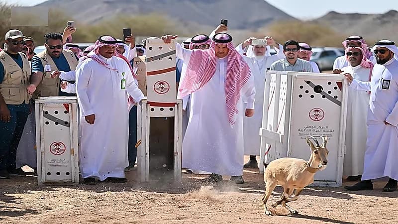 إطلاق 22 كائنًا فطريًا مهددًا بالانقراض في متنزه البيضاء البري