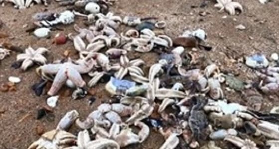 فيديو مذهل لآلاف نجوم البحر تغطي الشاطئ