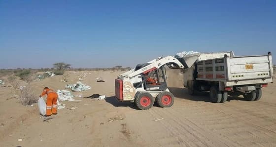 إزالة عدد كبير من الحيوانات النافقة في الطائف