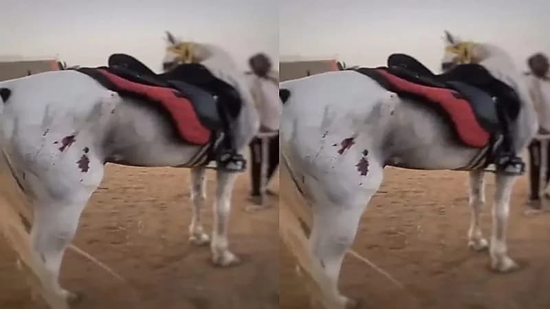 العقوبة المتوقعة ضد معذب الخيل بجدة