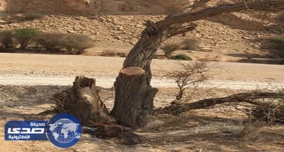 مديرية الزراعة بالخرج تجهز ألف شتله لمنتزه وثيلان