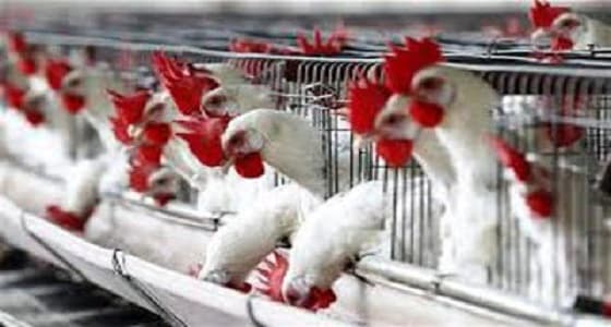 " البيئة " : 8 إصابات جديدة بإنفلونزا الطيور