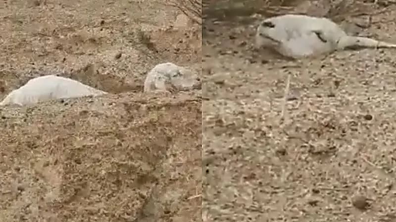 بالفيديو.. الأجواء الباردة تتسبب في نفوق عشرات الأغنام في بيشة