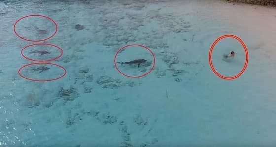 بالفيديو.. انقاذ طفل من هجوم 4 أسماك قرش في اللحظات الأخيرة
