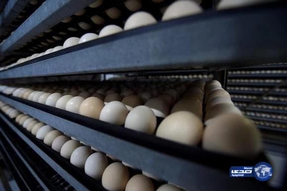 "الغذاء والدواء" تحظر استيراد الدواجن والبيض من ماريتيم في توغو