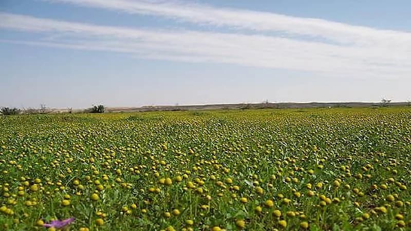 "المسند" يكشف عن موعد حلول فصل الربيع