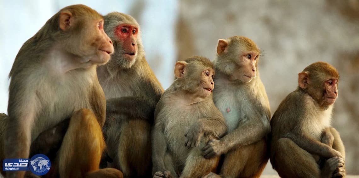 بالصور.. قرود سائبة تٌثير الذعر بين الأهالي بالناصرية في العراق